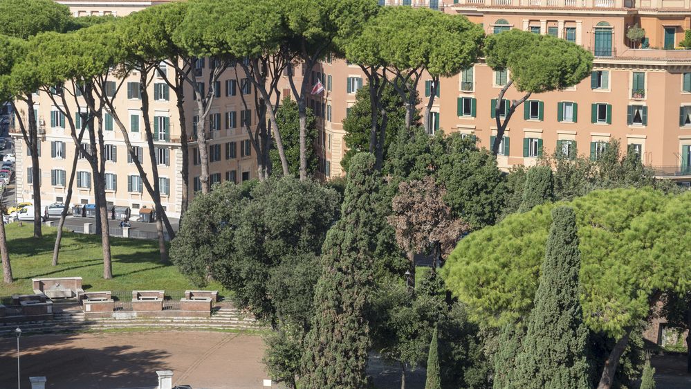 Římské borovice masakruje americká puklice. Nadějí jsou berušky